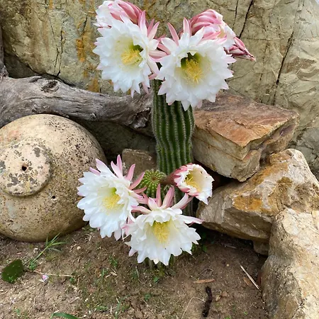 Alloggio per agriturismo Enli