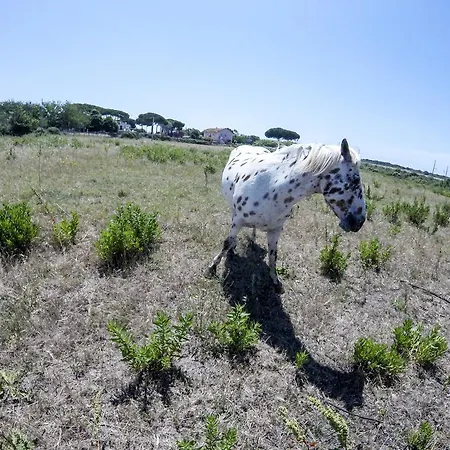 בית חווה Enli