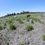 Enli * Капальбио